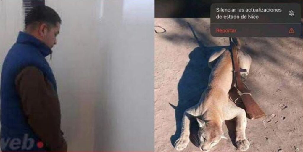 puma muerto