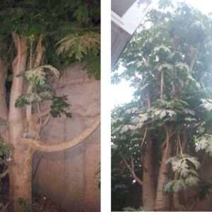 mamon papaya arbol