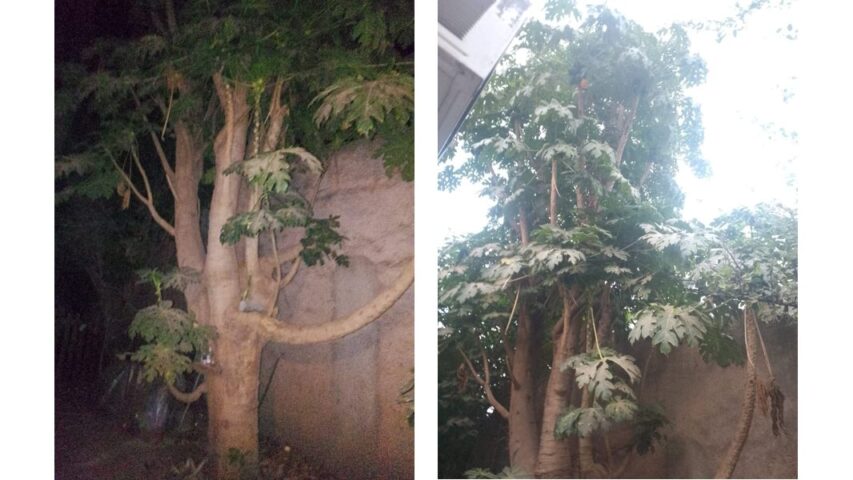 mamon papaya arbol