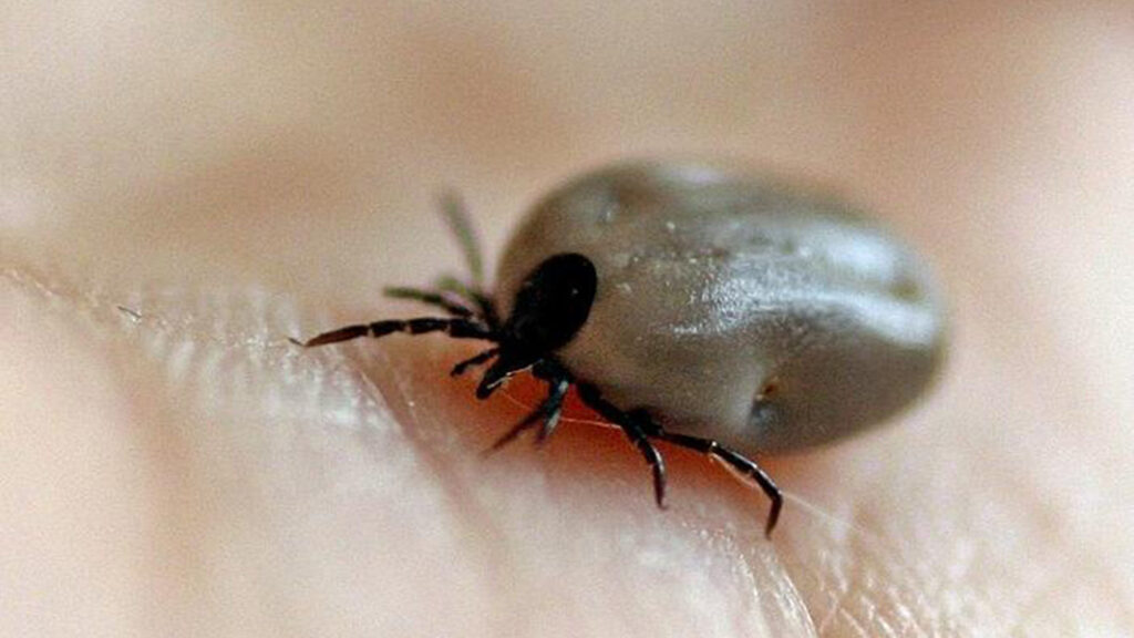 garrapatas-ilustracion