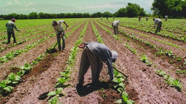 campesinos-trabajando