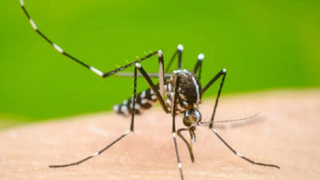 dengue-mosquito