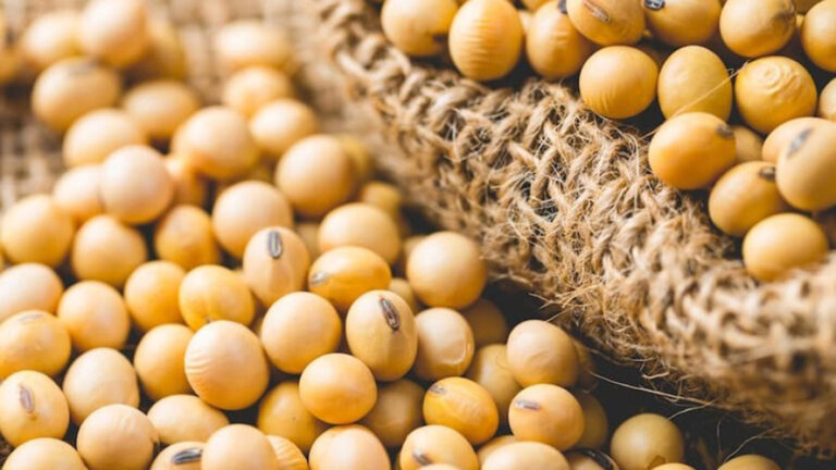 exportacion-santiago-del-estero