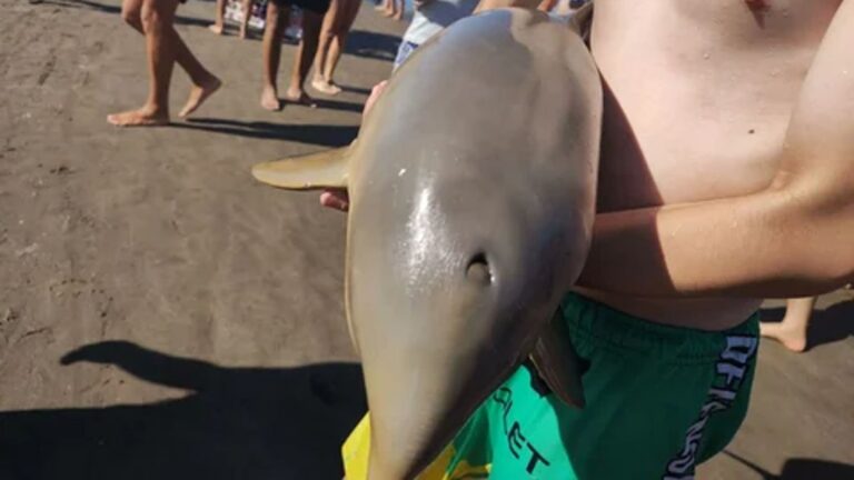 delfin muerto1