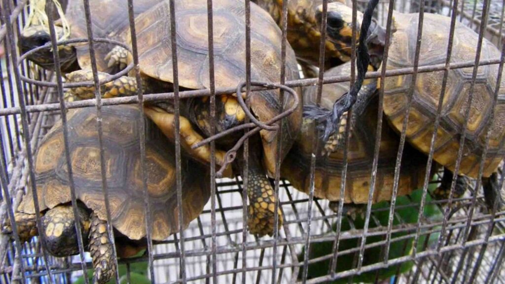 tortugas exportacion