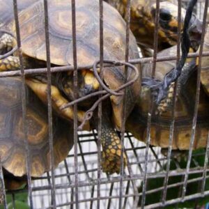 tortugas exportacion