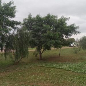 desmalezamiento quimili