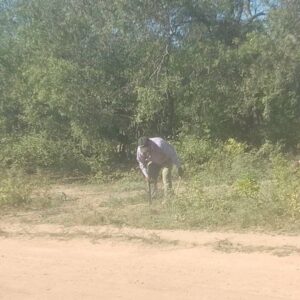 limpieza espacios verdes