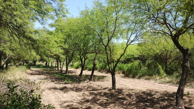 bosque chaco salteño impenetrable