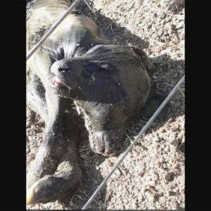 ternero-con-dos-cabezas2