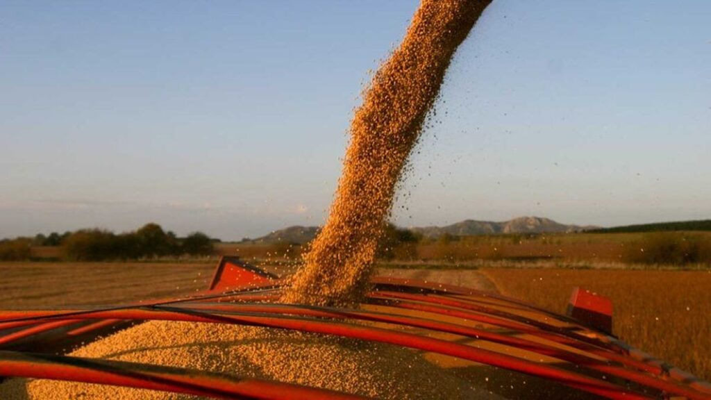 soja agro campo