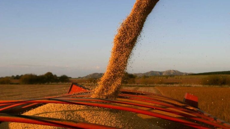 soja agro campo