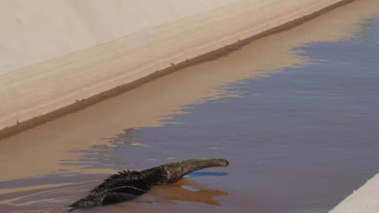 oso-hormiguero-canal-de-la-patria