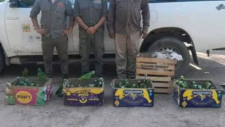 monte-quemado-red-ilegal-aves