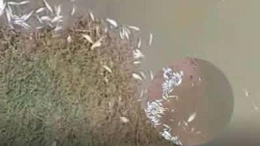 peces muertos represa