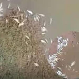 peces muertos represa