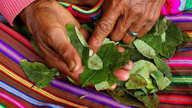 hoja-de-coca