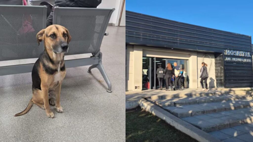 perrito dueño fallecido