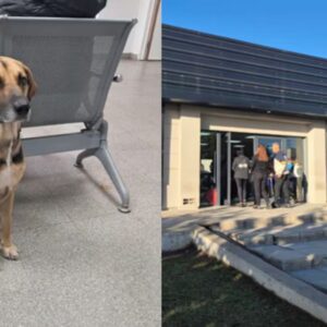 perrito dueño fallecido