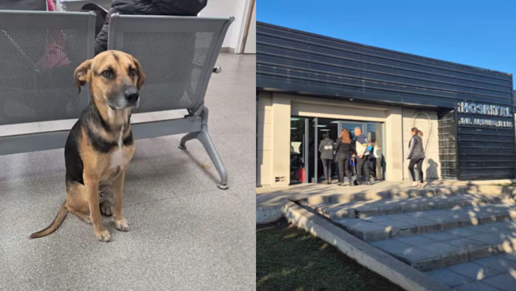 perrito dueño fallecido