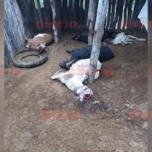 cabras mutiladas moreno