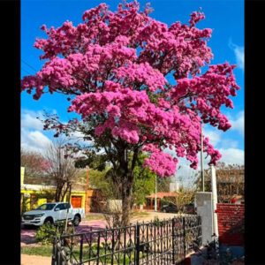 lapachos-primavera
