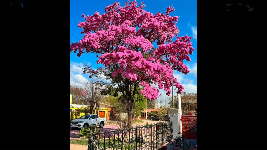lapachos-primavera