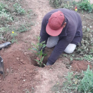 plantacion-el-cabure
