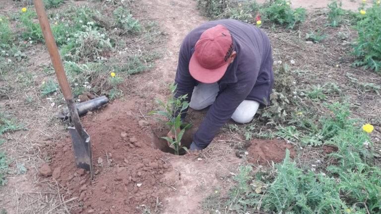 plantacion-el-cabure