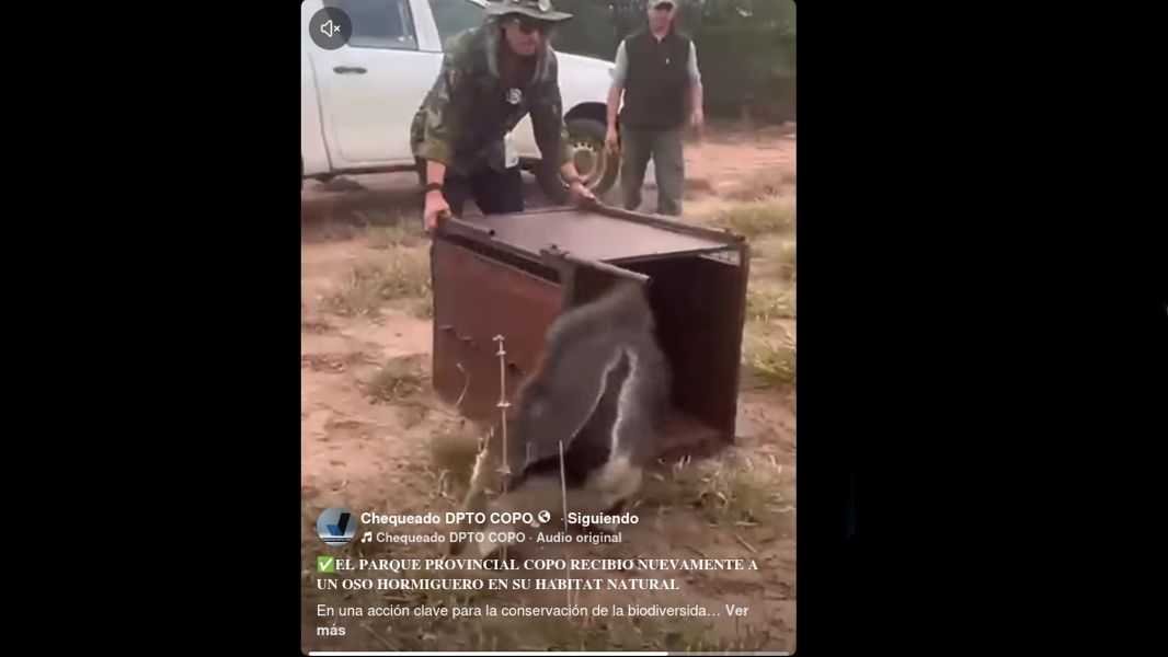oso hormiguero